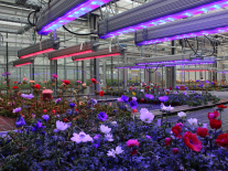 Blick auf die Versuchsfläche im Gewächshaus mit Anemonenpflanzen, die unter LED-Leuchtmitteln stehen.