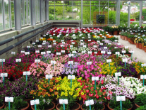 Pflanzkübel mit bunt blühenden Blumen stehen auf den Boden in der Kabine, davor Etikettenschilder