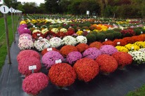 Blühende Chrysantheme im 19-cm-Topf auf der Versuchsfläche