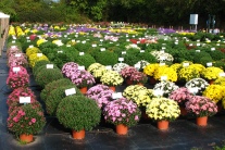 Blühende Chrysanthemen im Container auf der Versuchsfläche