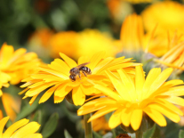 Wildbiene auf einer orangegelben Ringelblume