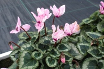 Blütenbotrytis tritt bei pink- oder rosafarbenen Sorten