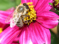 Eine Honigbiene sammelt Pollen auf einer Blume mit dunkelrosafarbenen Zungenblüten.