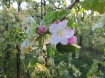 Apfelblüte mit Eiszapfen von der Beregnung