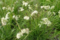 Schmalblättriges Ziergras mit zarte, weiße Blütenbüschel