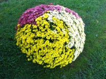 Auf die Wiese ein bunt blühendes Chrysanthemen in Gelb, lila und weiße Farbe