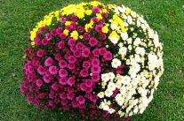Mehrfarbigen, körbchenartigen Chrysanthemen-Blüten