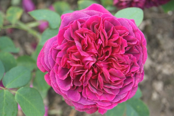 Rosenempfehlung: Schöne und robuste Rosen für den Hausgarten