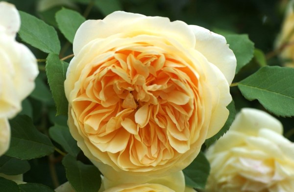 Rosenempfehlung: Schöne und robuste Rosen für den Hausgarten