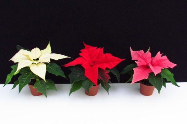 46 Poinsettien und 'Princettia'Sorten als Minis im T6 getestet