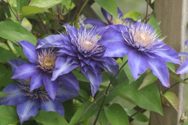 Clematis Sortenempfehlung