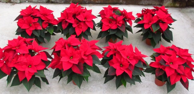 Das Bild zeigt Euphorbia pulcherrima 'Christmas Beauty' , 12 cm, Substrat, o.v.l. 1-2-3-4, u.v.l. 5-6-7-8