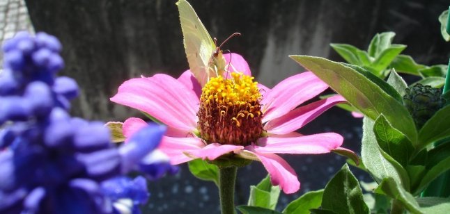 Balkonkästen Schmetterling