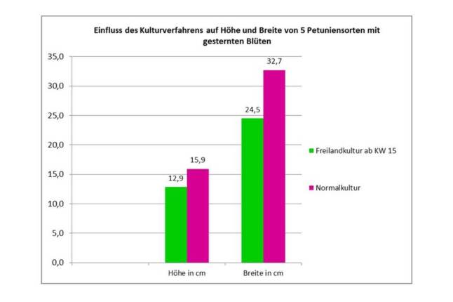 Unterschiedliche Entwicklung von 5 Petuniensorten mit gesternten Blüten bei Normalkultur im Gewächshaus und bei einer Kombination von Normalkultur mit Freilandkultur ab Woche 15.