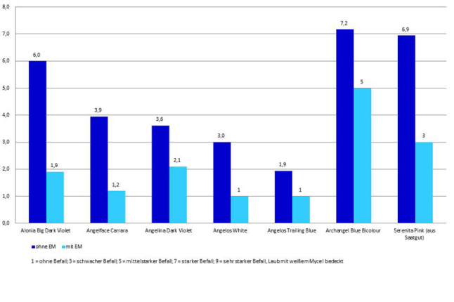 Angelonia Satz 2: Einfluss der EM-Strategie auf den Befall mit Echtem Mehltau (Bewertung zum Vermarktungstermin)