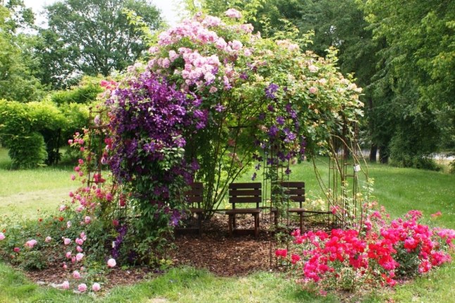 Rosenempfehlung Schone Und Robuste Rosen Fur Den Hausgarten