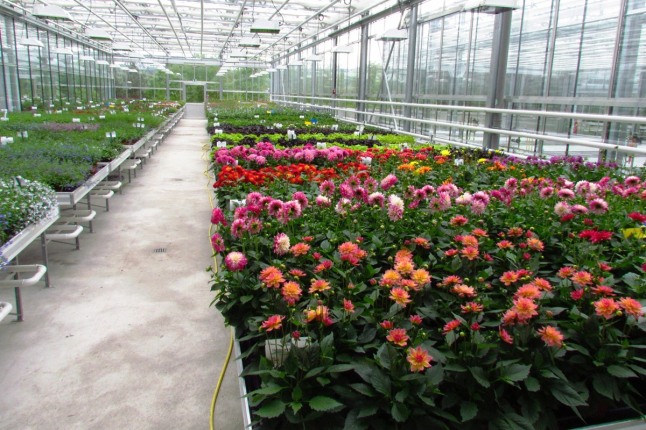 Anzucht im neuen Versuchsbetrieb Zierpflanzenbau ab 5. April 2012