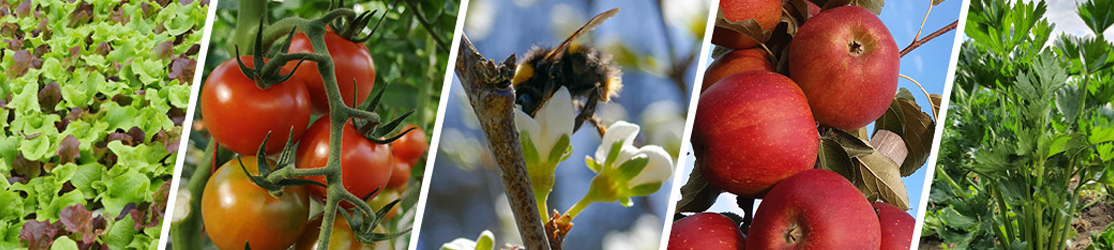 Eine Bilder-Collage mit Salat, Äpfeln, Blüten, Tomaten und Sellerie.