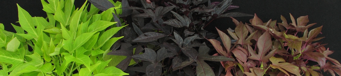 Header-Zierpflanzenbau-Ipomoea batatas