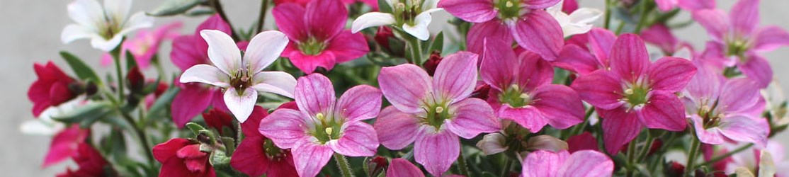 Weiße bis hellrosa Blüte mit grüner Mitte und dunkelgrünen Laubblättern