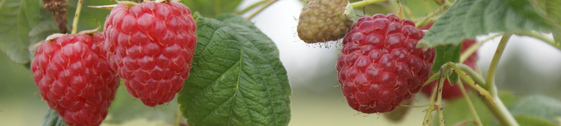 Rot reife Himbeere mit Triebe und grünen Blättern.