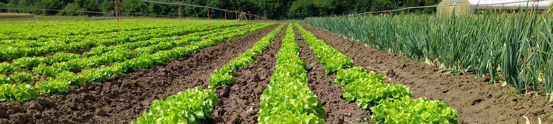 Salatpflanzen und Zwiebelpflanzen auf dem Feld