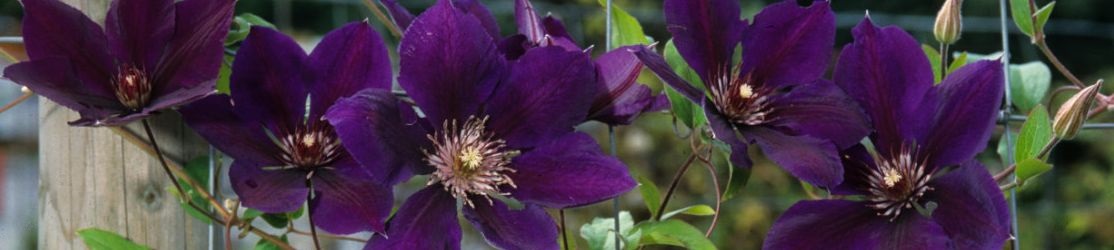 Blaue glockenförmige Clematisblüten mit Holzpfahl und Ranknetz