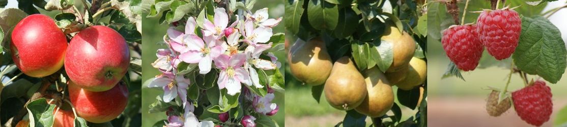 Eine Bildercollage mit Äpfeln, Apfelblüten, Birnen und Himbeeren.
