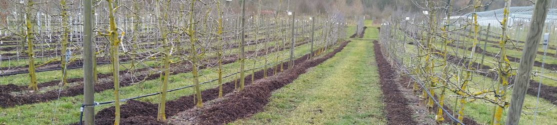 Obstanlagen mit Apfelbäumen am Spalier befestigt, Hintergrund Wald und Gewächshaus