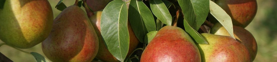 Rote Birnen mit gelber Grundfarbe und Laubblättern