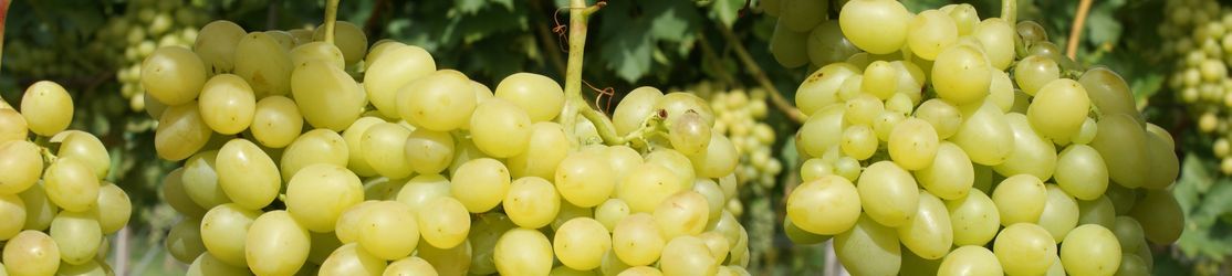 Große Trauben mit gelbgrünen Beeren