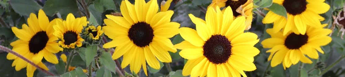 Blühende Sonnenblumen mit gelben Blütenblättern und dunkler Mitte