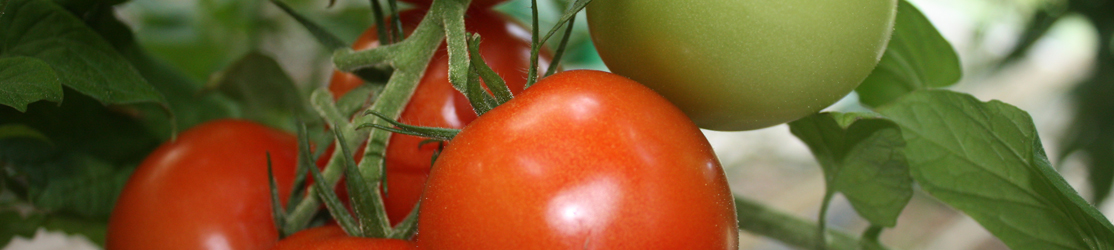 Header Tomaten