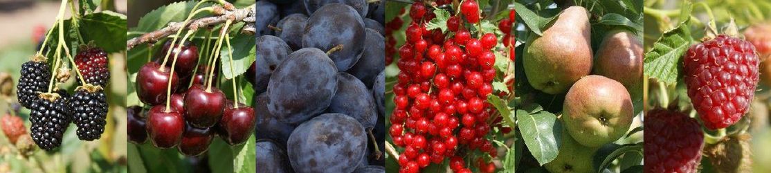 Bildercollage mit Brombeeren, Kirschen, Zwetschgen, Johannisbeeren, Birnen und Himbeeren