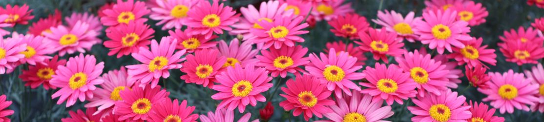 Strauchmargerite in Kirschrot mit gelben Blumenscheibe und rotem Punkt in der Mitte