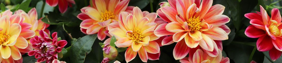 Große Zungenblüten mit Staubblättern in der Mitte und Laubblättern