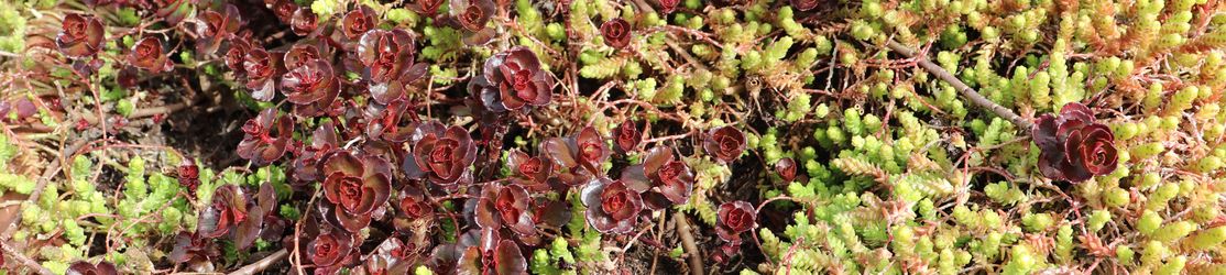 Rot und grünfarbige Blätter einer Fetthennen-Blumen