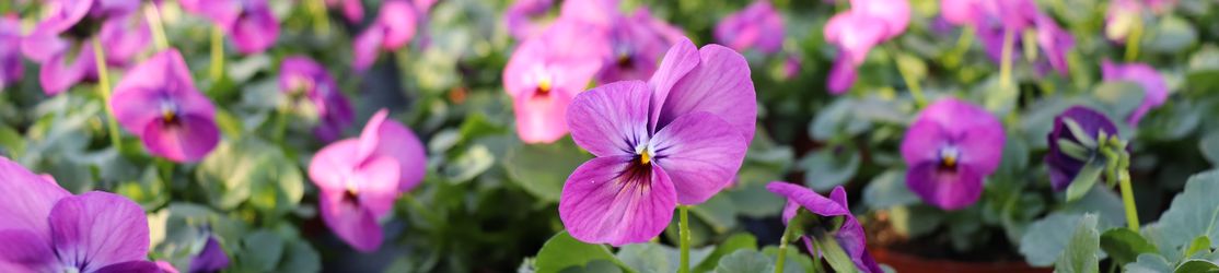 Lilafarbene Hornveilchenblüten auf einem Kulturtisch