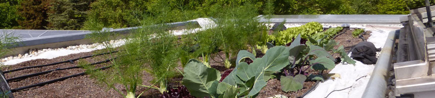 Header Gemüse auf dem Dach