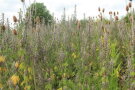 Die Veitshöchheimer Bienenweide bietet im Sommer Deckung durch hohe Blütenstängel. 