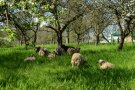 Weidetierhaltung auf einer Streuobstwiese. Mehrer Böcke genießen den Schutz der alten Hochstammbäume.