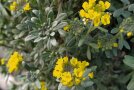 Eine einzelne Pflanze von Alyssum montanum, dem Bergsteinkraut im Topf stehend. Die gelben Blüten stehen endständig an den Trieben.