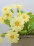 Einzelne Pflanze der Kissen-Primel, Primula vulgaris mit vielen schwefelgelben Blüten im Topf.