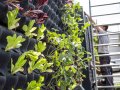 Bepflanzung einer Wand mit Gemüse. Der Lebensraum Stadt kann durch mehr Grün wieder attraktiver werden. Neben Kletterpflanzen bieten sich auch wandgebundene Systeme, sogenannte Living Walls an.