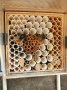 Zwei gehörnte Mauerbienen (Osmia cornuta) an einer Nisthilfe mit Pappröhrchen. Einige Röhren sind bereits verdeckelt.