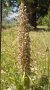Orchidee "Bocks-Riemenzunge" in voller Blüte auf einer grünen Wiese. 