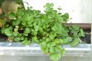 Einzelne Pflanze des Wiesenschaumkrautes Cardamine pratensis im Topf. Die Stängel sind filigran beblättert und an den Enden blühen kleine rosane Kreuzblüten.