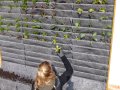 Ein System wird bepflanzt. Mittlerweile gibt es viele verschiedene Systeme zur Wandbegrünung. Eine grüne Profi-Wand kostet ab 200 € je m². 