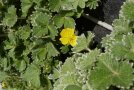 Das großblütige Fingerkraut ist eine sommergrüne Staude mit buschigem und horstigen Wuchs. Ihr gefiedertes Laub ist grau-grün mit silbrigen Härchen. Eine goldgelben Blüte ist geöffnet. 