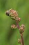 Rot-grüne Blüte des kleinen Wiesenknopf. Darauf sitze eine Biene.